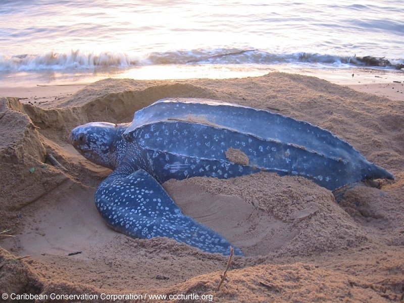 Leatherback Sea Turtle